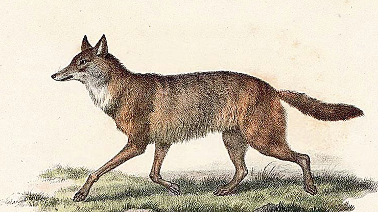 শিয়ালের কামড়ে দুই ভাই আহত