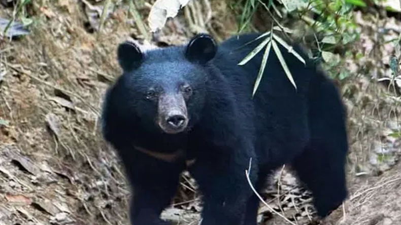 সাতছড়ি জাতীয় উদ্যানে বিরল বন্য ভালুক