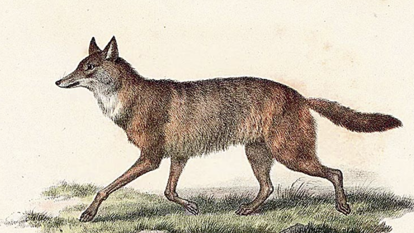 রাজশাহীতে শিয়ালের কামড়ে আহত ৮