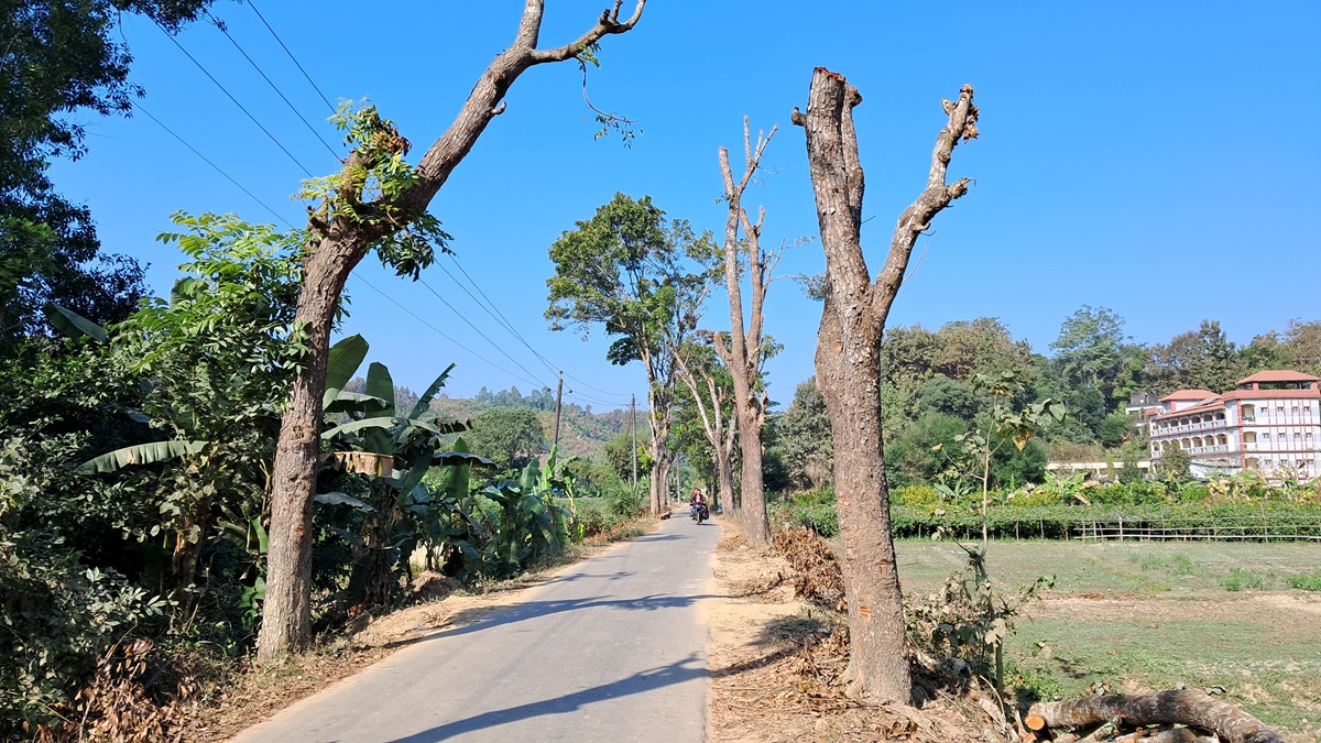bandarban_tree1