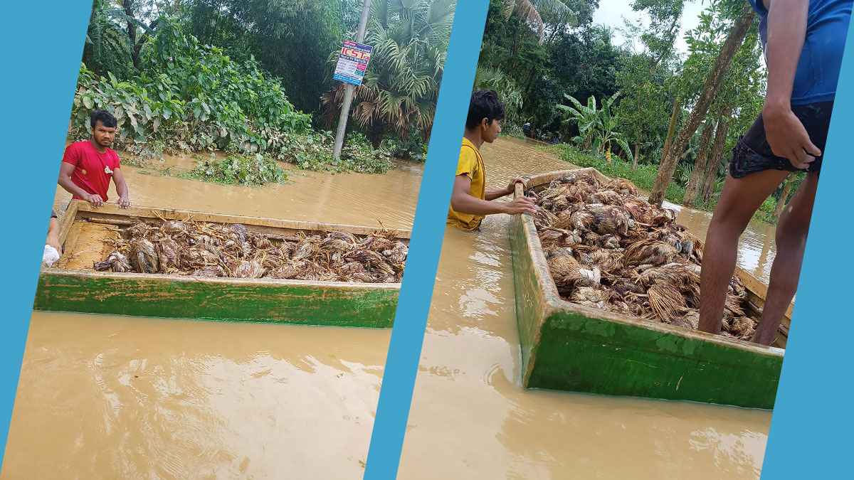 বন্যায় ক্ষতিগ্রস্ত ফেনী খামারীরা দিশাহীন