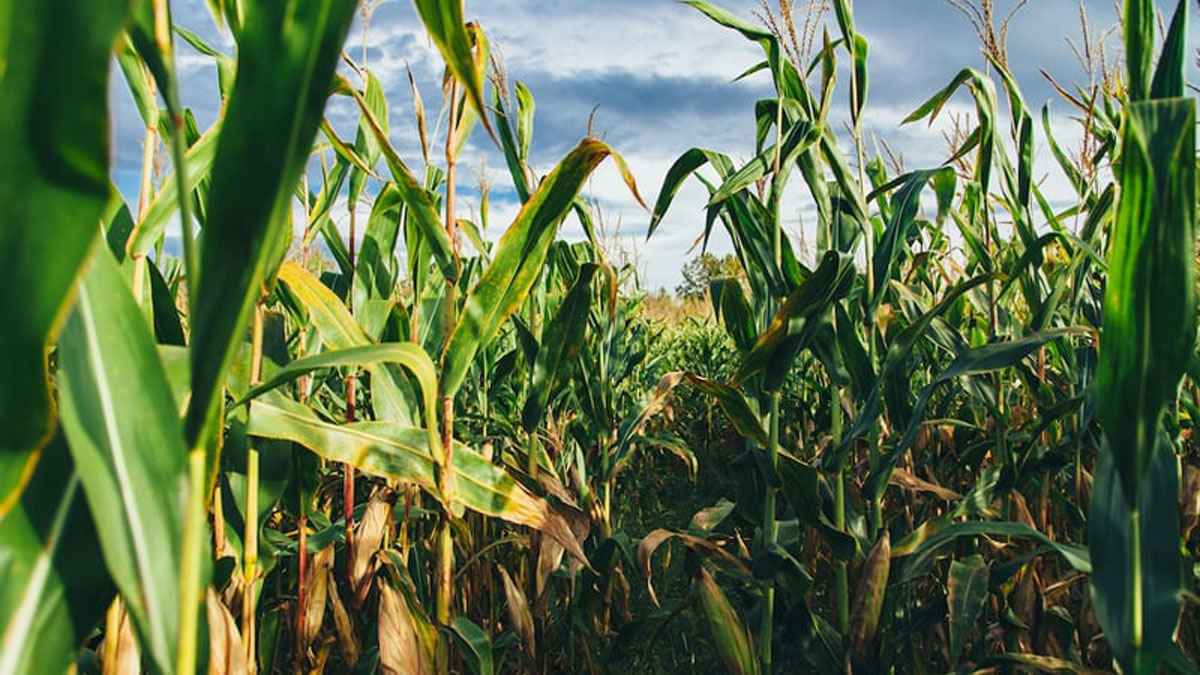 ভুট্টা ক্ষেতে মিললো গৃহবধূর লাশ, স্বামী পলাতক