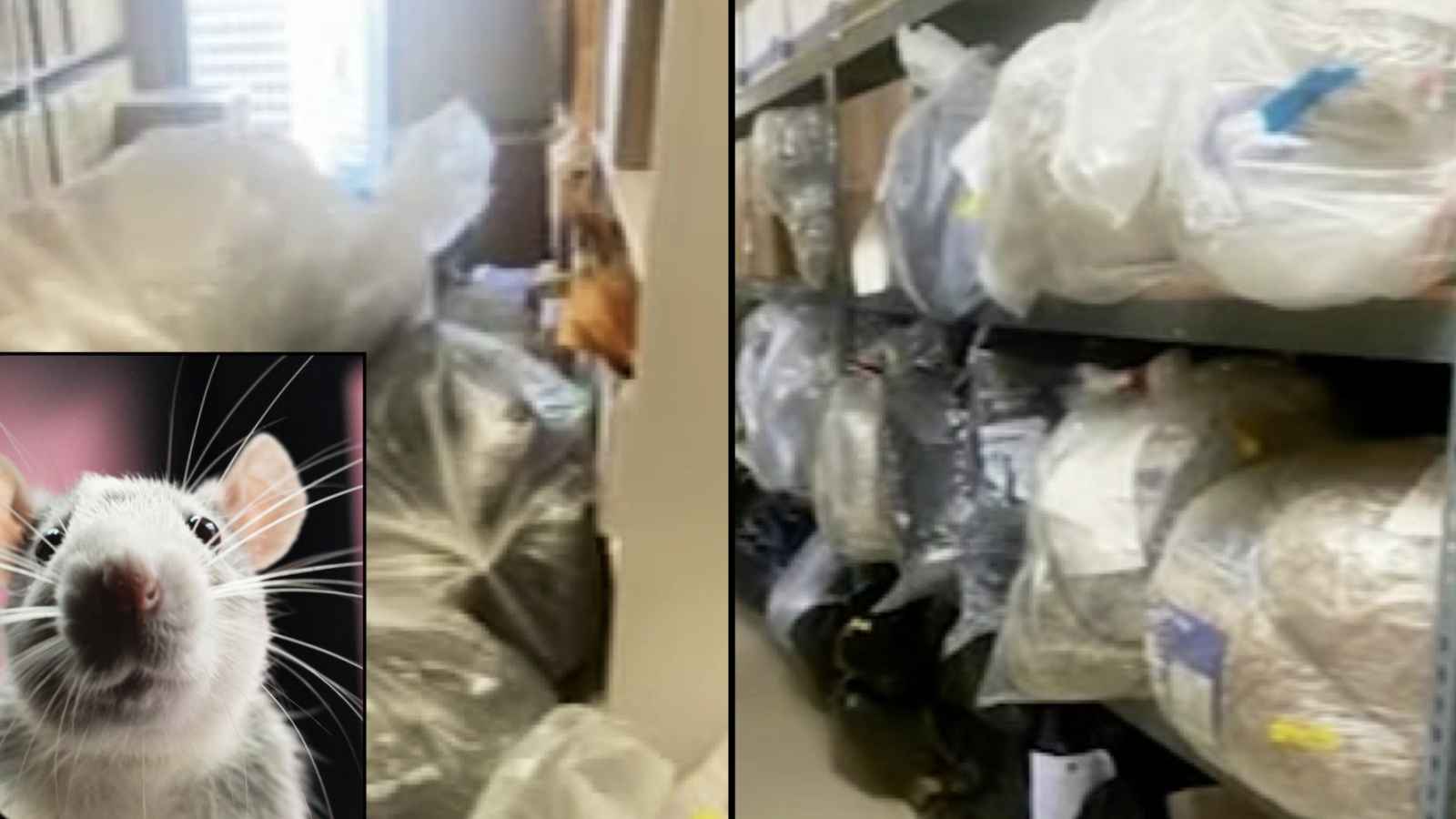 থানার জব্দ করা গাঁজা খাচ্ছে ‘মাদকাসক্ত’ ইঁদুর!