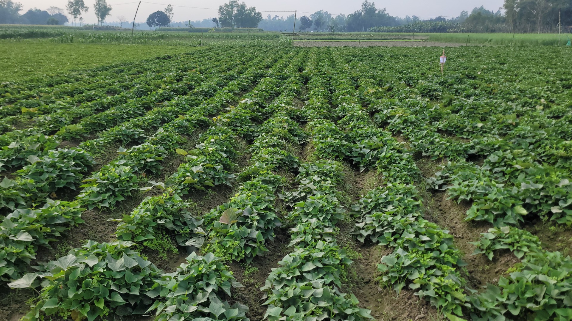 thumbnail_20250112_094701