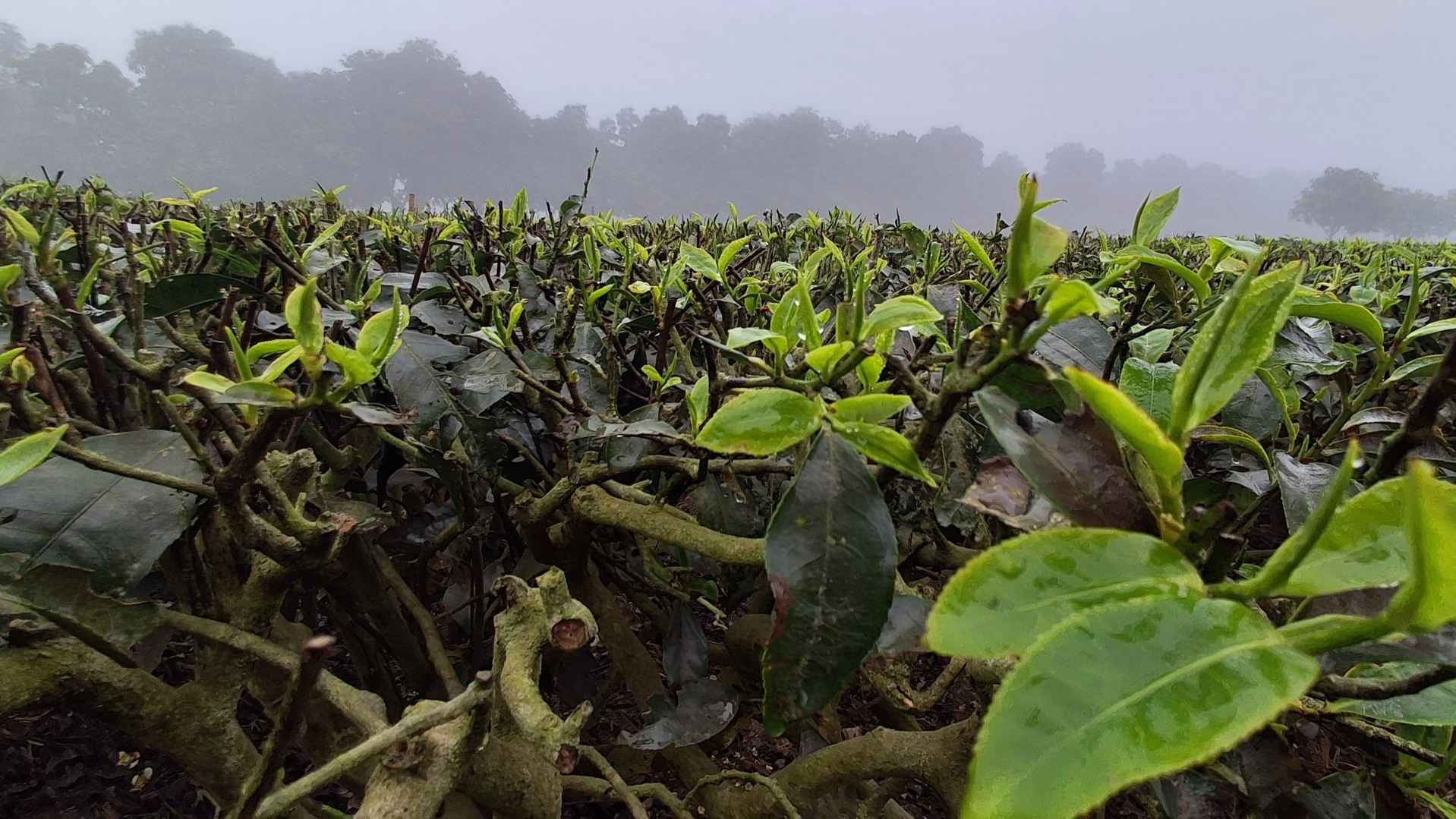 চা বাগানে চলবে প্রুনিং, দুই মাস বন্ধ থাকবে পঞ্চগড়ের সব চা কারখানা
