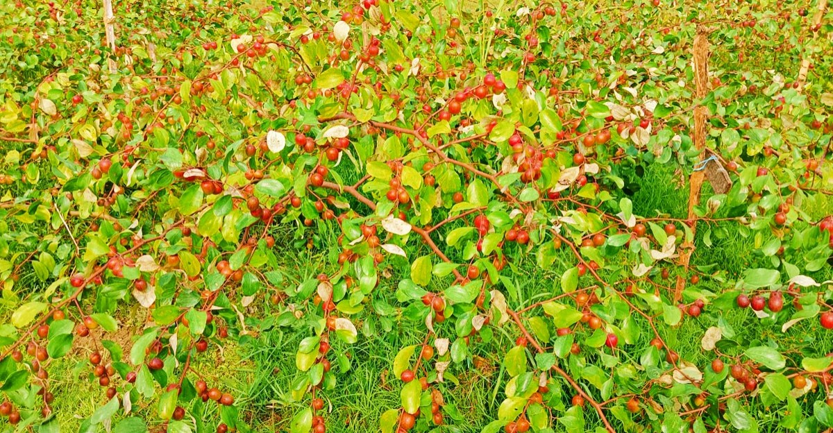 thumbnail_IMG_20250103_090650