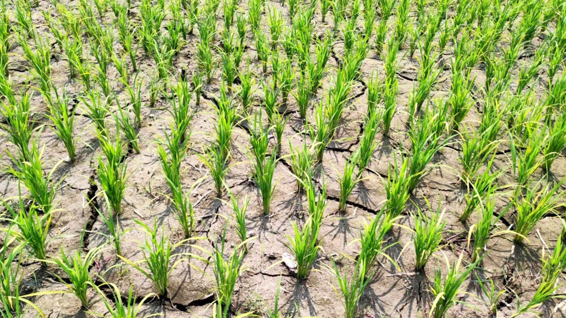 সেচ সংকটে কাউয়াদীঘি হাওরপারের কৃষক শঙ্কায়