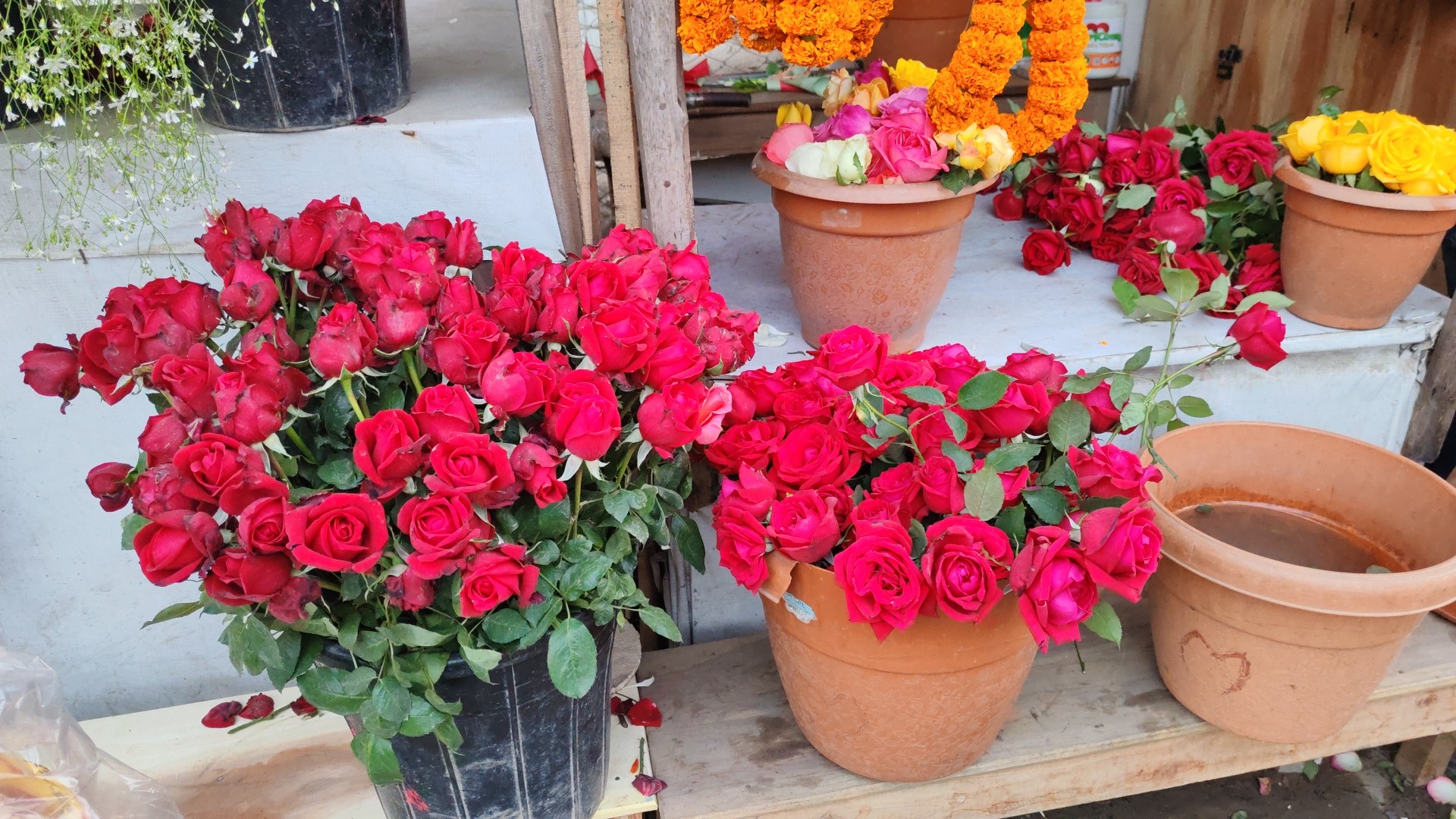 thumbnail_Rose_Cultivation-(3)