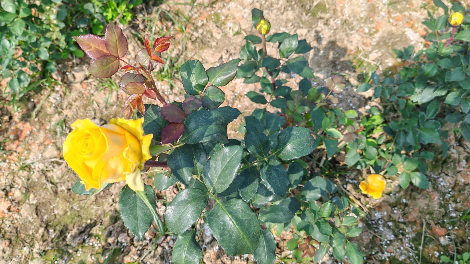 thumbnail_Rose_Cultivation-(5)