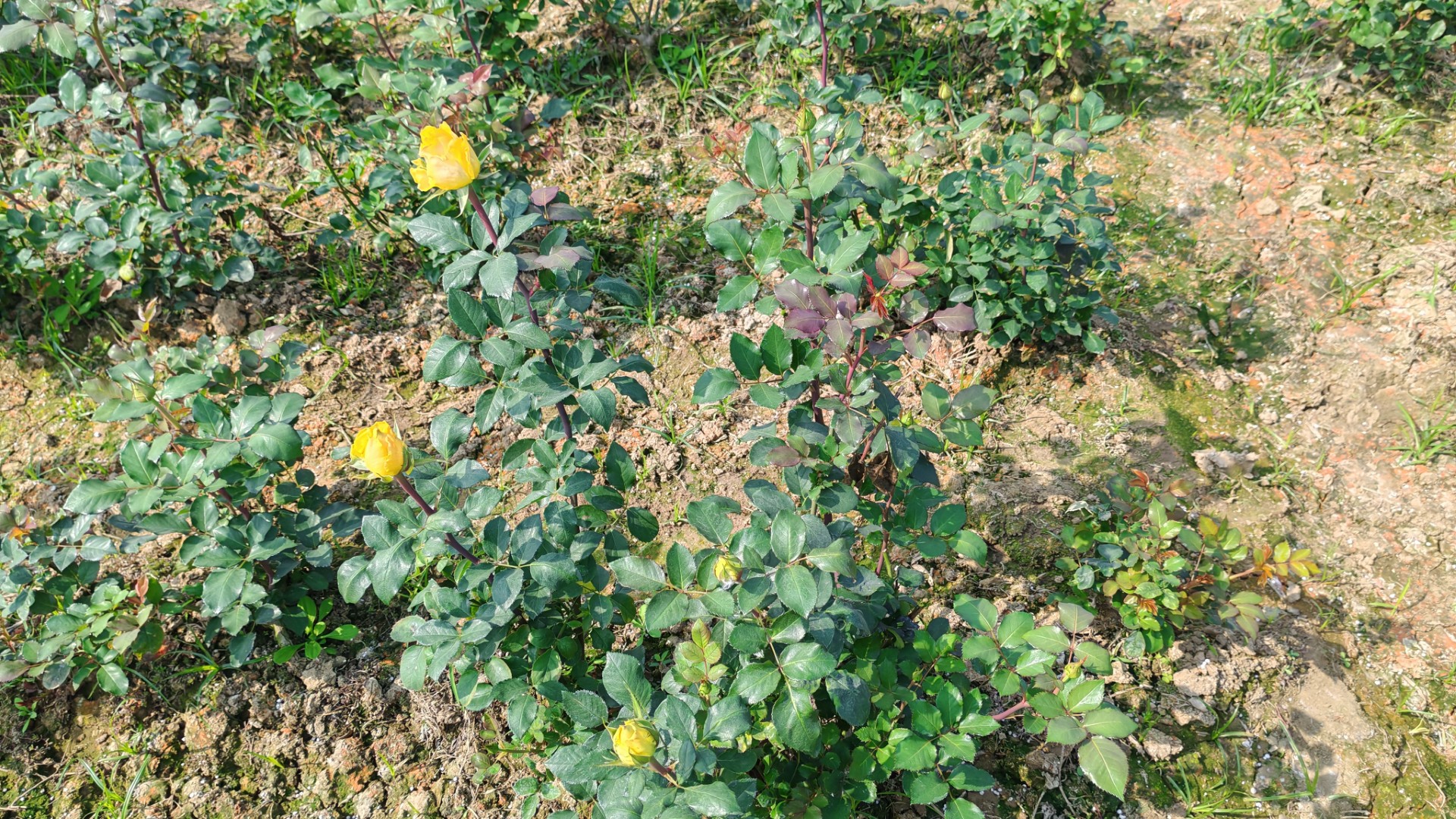 thumbnail_Rose_Cultivation-(6)