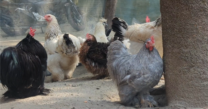 thumbnail_Screenshot_20250113-105108