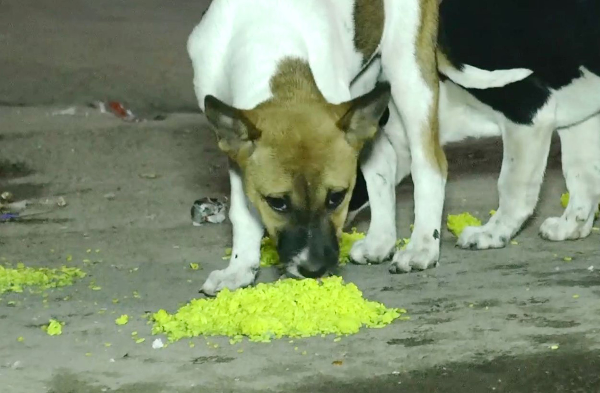 thumbnail_Sirajgonj_(dog)_Pic_(2)