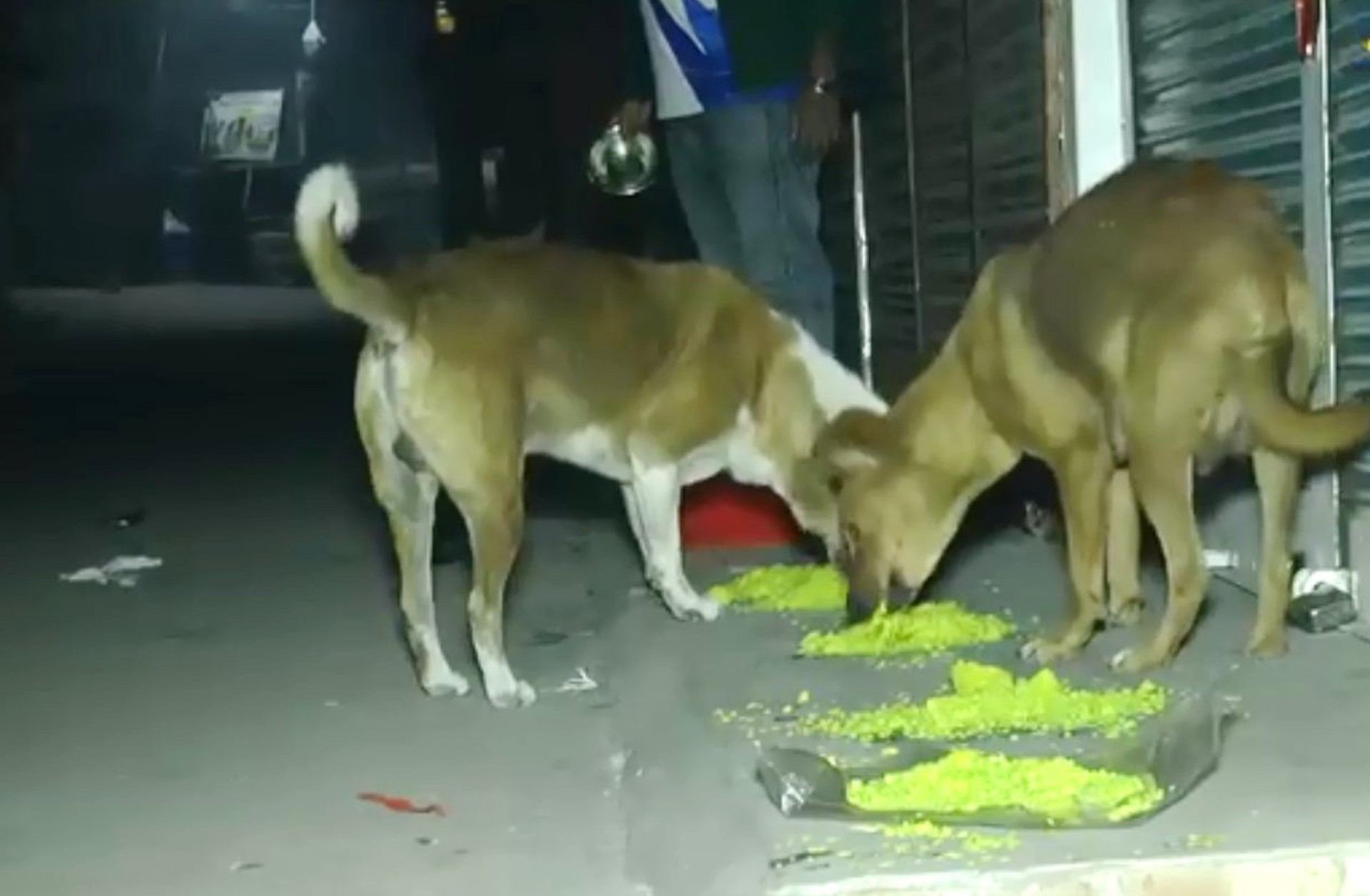 thumbnail_Sirajgonj_(dog)_Pic_(4)