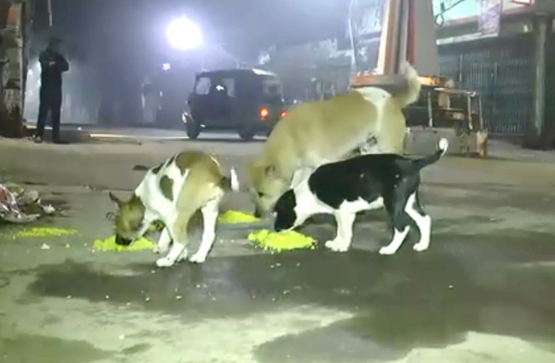 thumbnail_Sirajgonj_(dog)_Pic_(5)