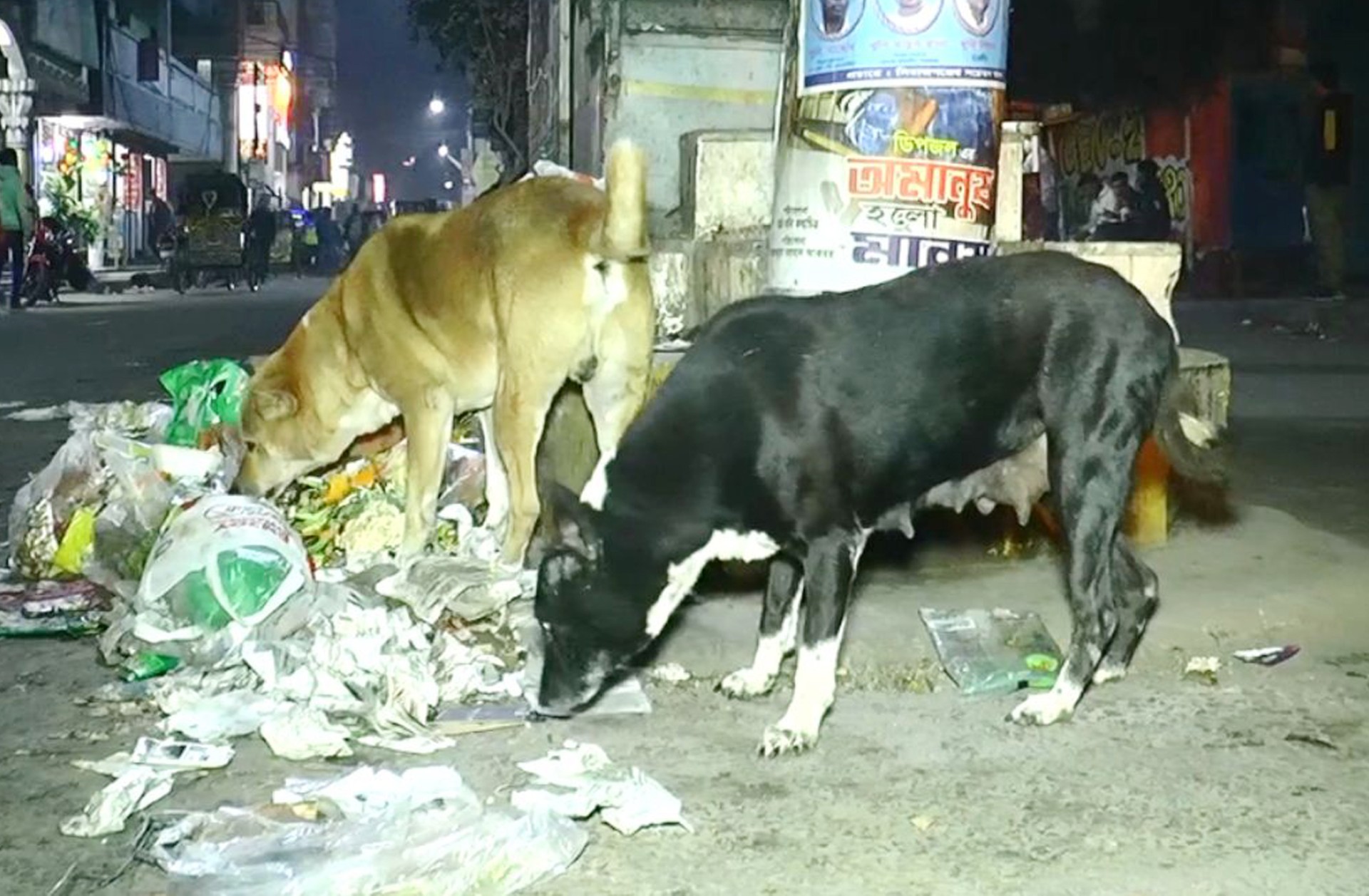 thumbnail_Sirajgonj_(dog)_Pic_(6)