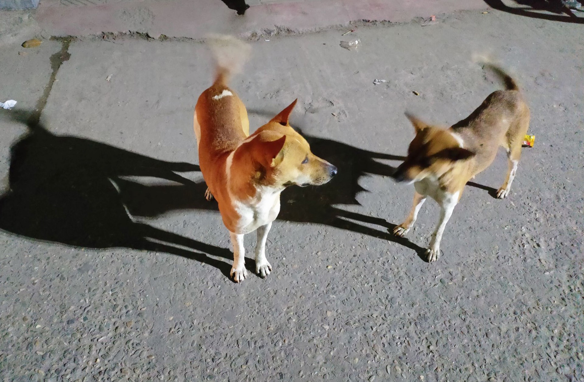 thumbnail_Sirajgonj_(dog)_Pic_(7)