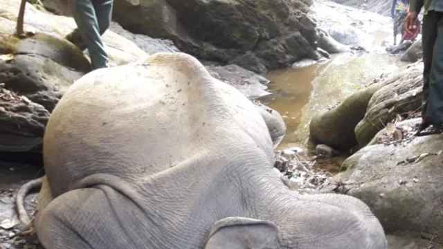 টেকনাফে পাহাড়ের খাদ থেকে হাতির মরদেহ উদ্ধার