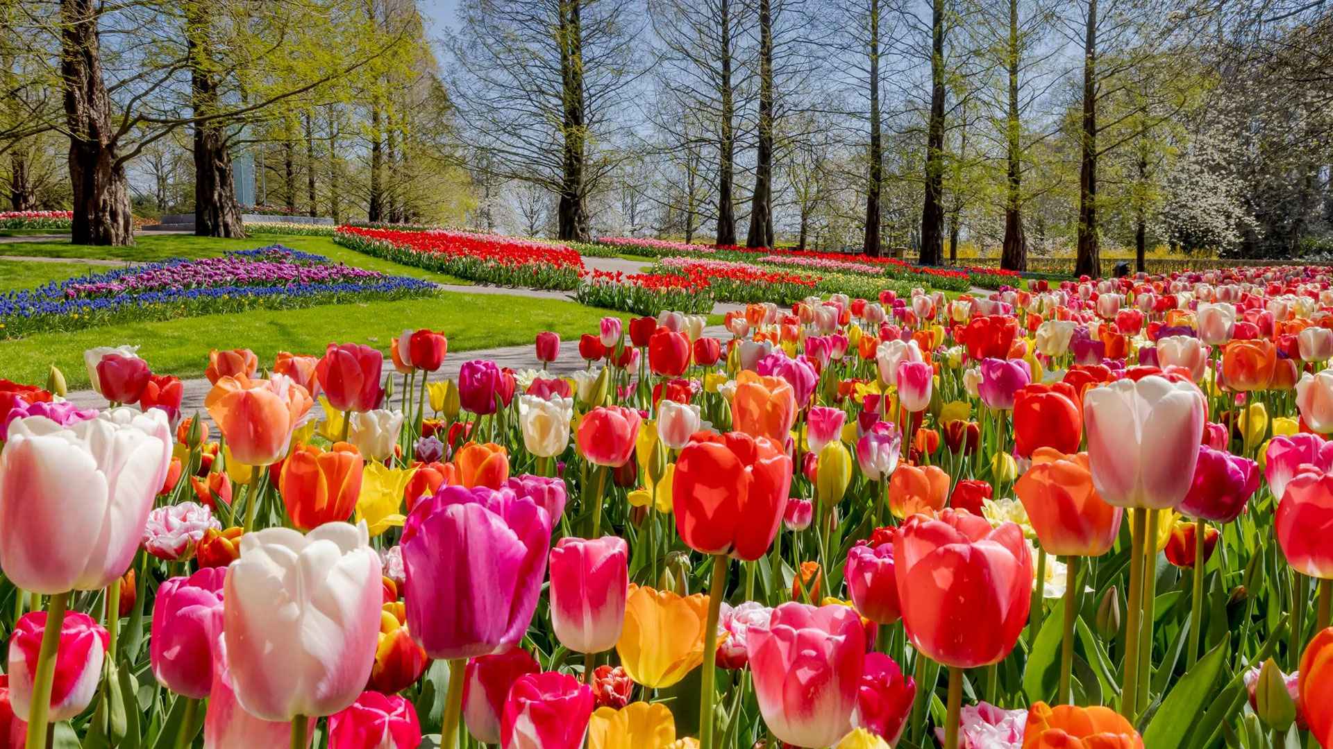 টিউলিপ সম্পর্কে এসব তথ্য কি জানা আছে আপনার?