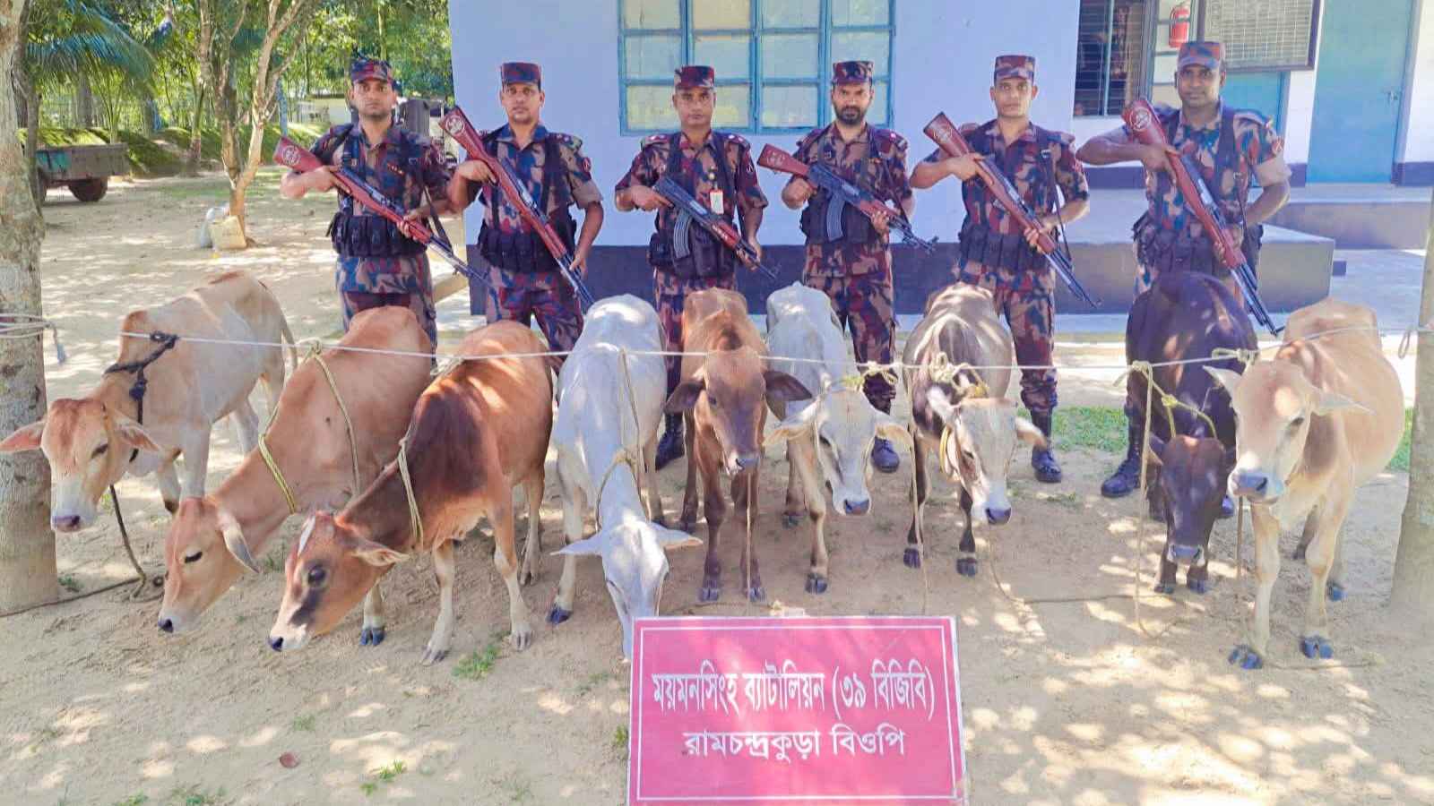 বিজিবির অভিযানে ৯ গরুসহ সাড়ে ১৩ লাখ টাকার ভারতীয় পণ্য জব্দ