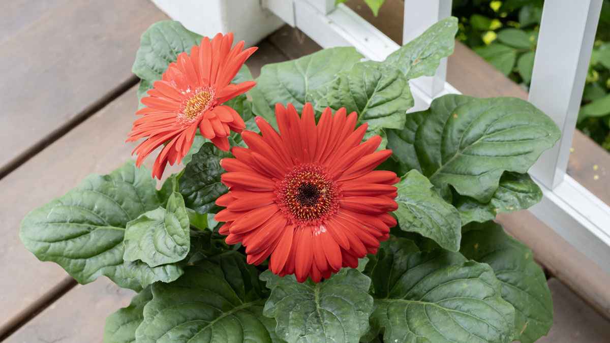 Gerbera daisies