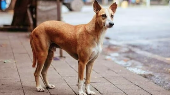 নড়াইলে পাগলা কুকুরের কামড়ে শিশুসহ ১০ জন আহত