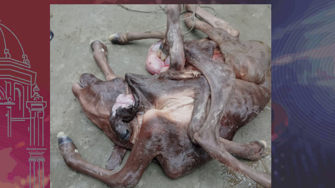 গাভি জন্ম দিল ২ মাথা ও ৮ পা বিশিষ্ট বাছুর