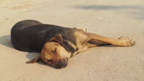 বেওয়ারিশ কুকুরকে ফাঁস দিয়ে এবং পিটিয়ে মারল বখাটেরা 