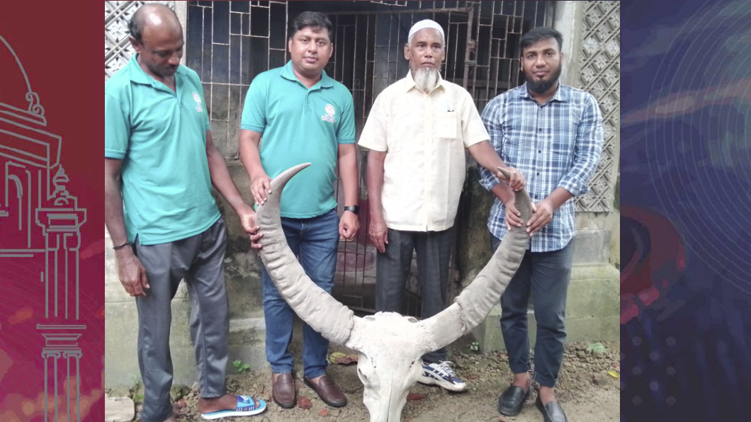 ১৮৫ বছরের সংরক্ষিত বনমহিষের শিং জাদুঘরে হস্তান্তর