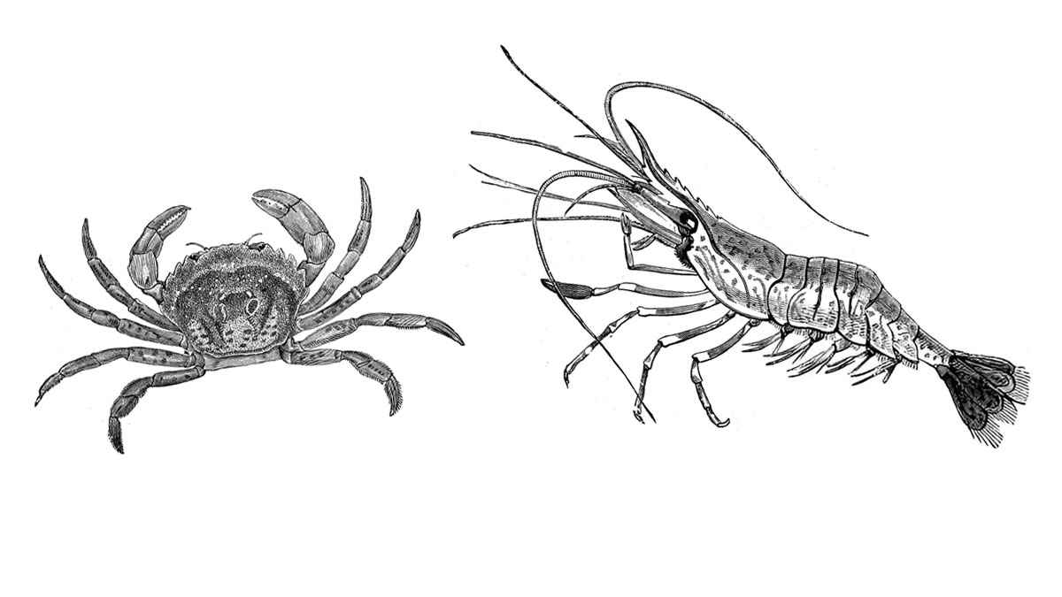 চিংড়ি খাওয়া জায়েজ, কাঁকড়া নাজায়েজ কেন