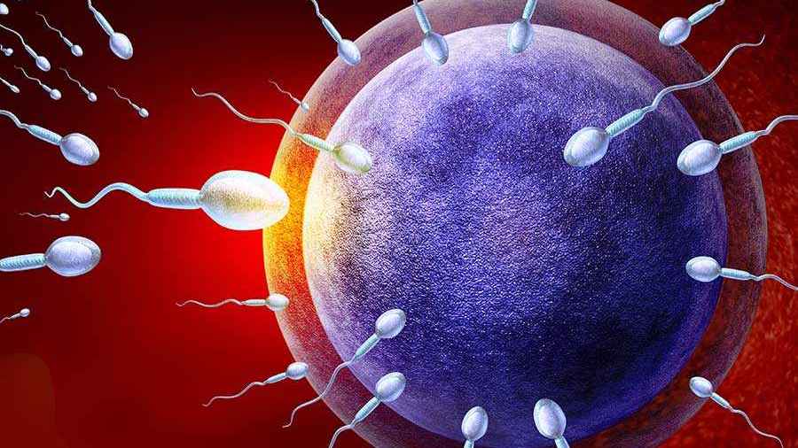 শুক্রাণুরা প্রতিযোগিতা করে না, বিজয়ীকে বেছে নেয় ডিম্বাণুই!