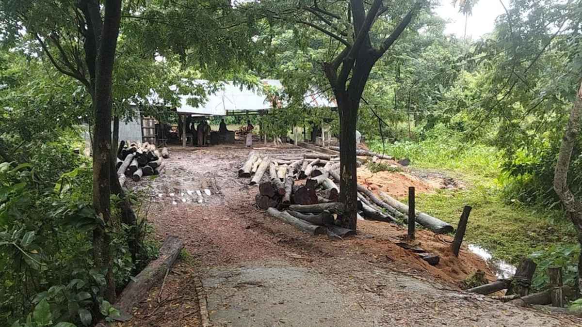 বরগুনায় সংরক্ষিত বনভূমি দখলের মহোৎসব, সংশ্লিষ্টদের জড়িত থাকার অভিযোগ