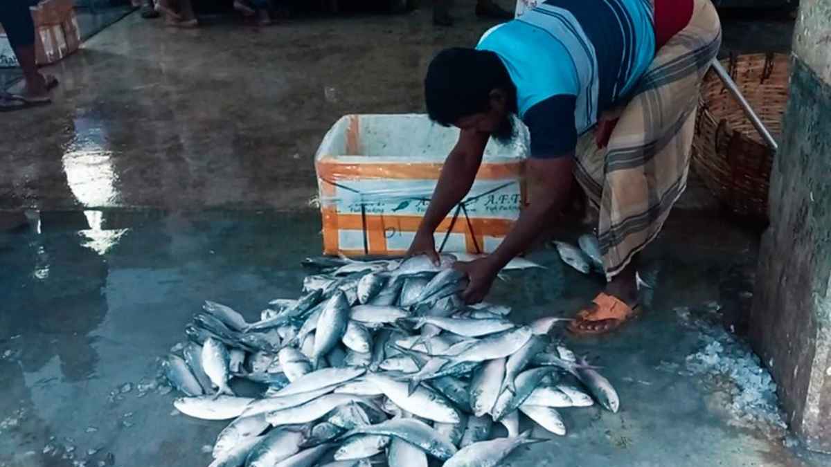 আকাশ ছোঁয়া রুপালি ইলিশ, নাগালের বাইরে মধ্যবিত্তরা