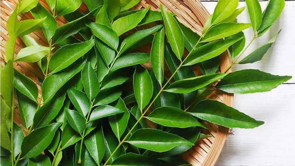 কারিপাতা