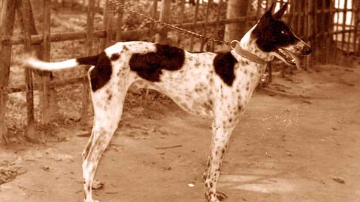 বিলুপ্তির পথে সরাইলের গ্রে-হাউন্ড কুকুর