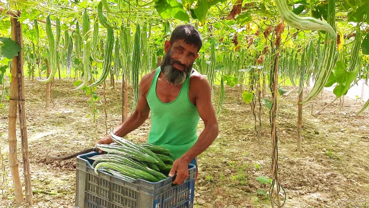 farmar_1 farmar_1