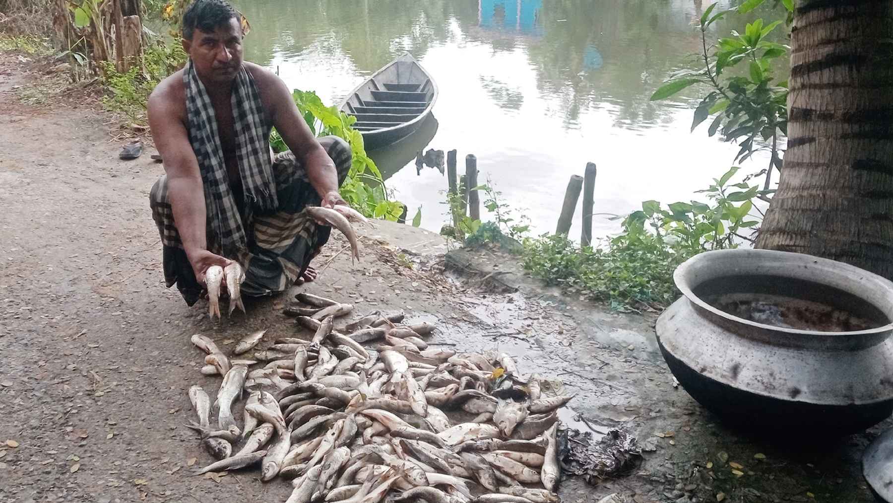 কচুয়ায় পুকুরে বিষ প্রয়োগ মাছ নিধন