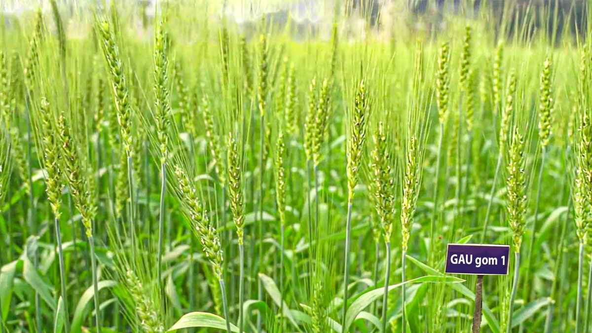 লবণাক্ত মাটিতে চাষযোগ্য গমের জাত উদ্ভাবন করেছে গাকৃবির
