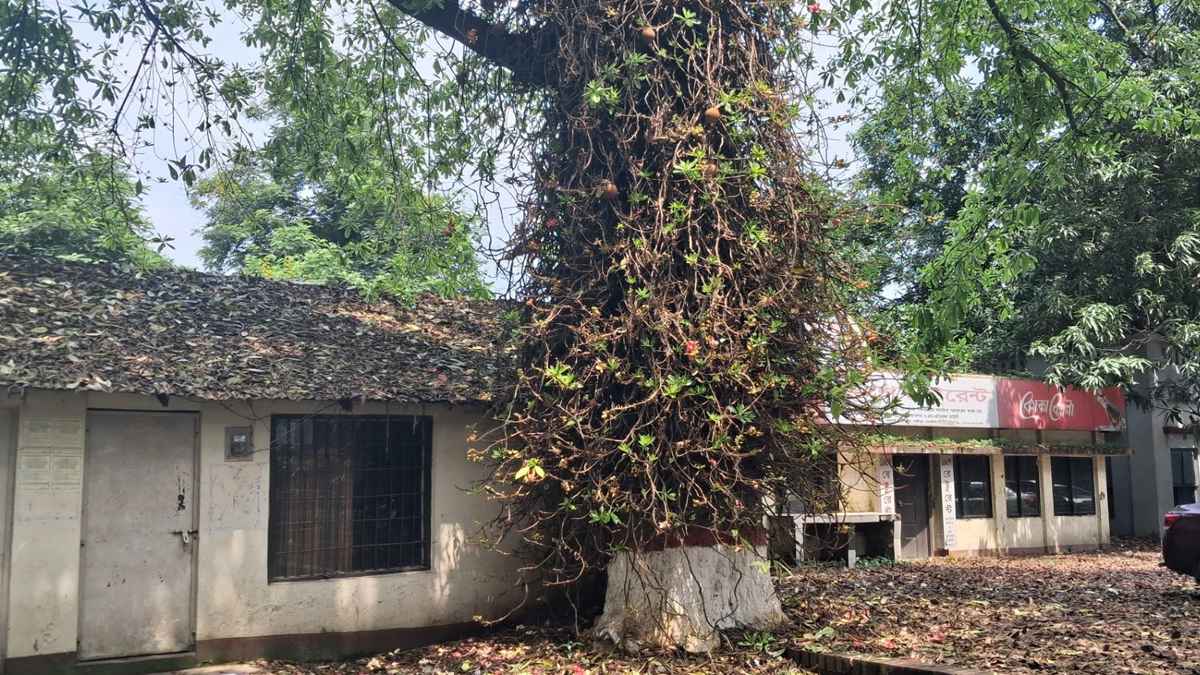 ভাওয়াল রাজবাড়িতে দেখা মিলল শতবর্ষী ‘নাগলিঙ্গম’