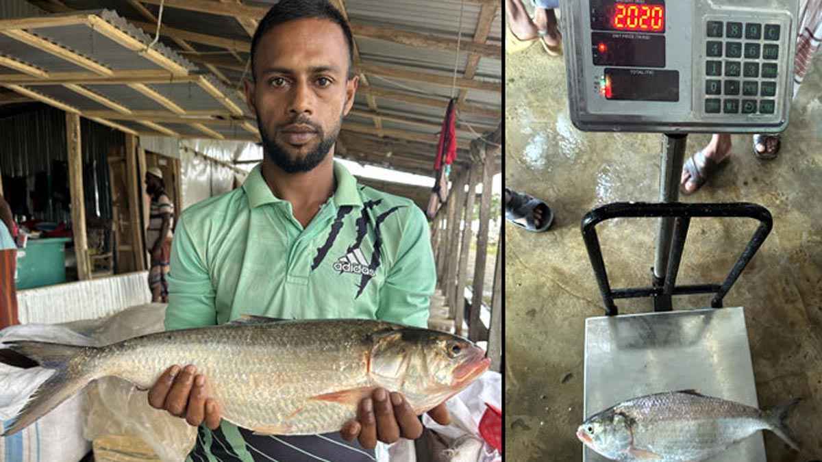 জালে উঠে এলো ২ কেজির ইলিশ, দাম সাড়ে ৭ হাজার
