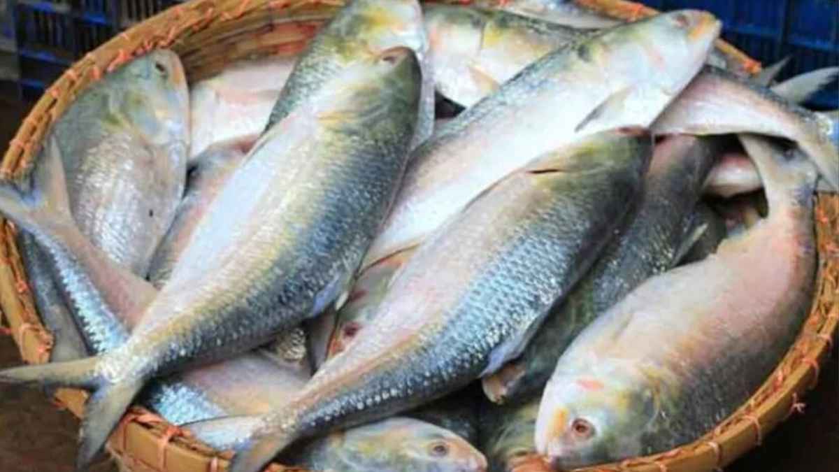 ইলিশ চেয়ে বাংলাদেশকে চিঠি দিল কলকাতার ব্যবসায়ীরা