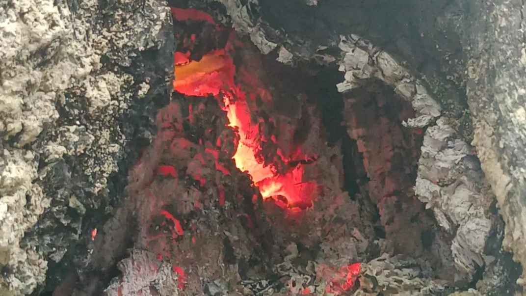 কড়ই গাছে জ্বলছে আগুন, নেভাতে পারছে না ফায়ার সার্ভিস