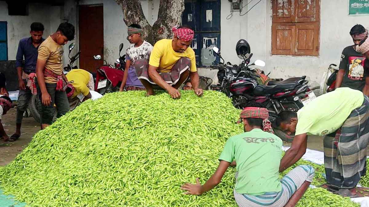 ৪০ টাকার কাঁচা মরিচ এক সপ্তাহের ব্যবধানে ২৪০ টাকা