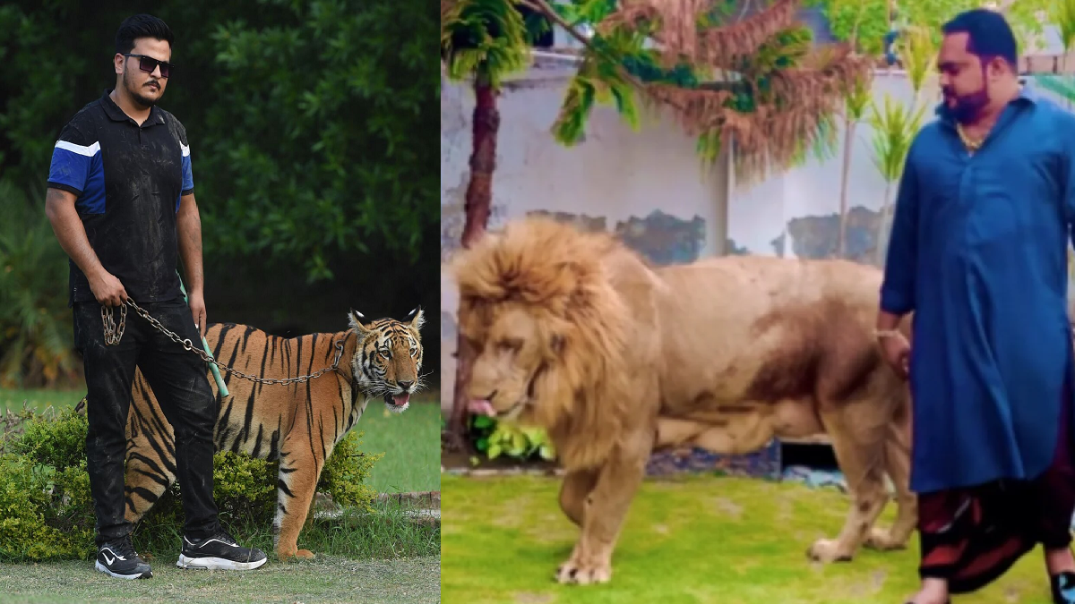 পাকিস্তানে বাঘ-সিংহ পোষার হিড়িক, কঠোর হচ্ছে সরকার