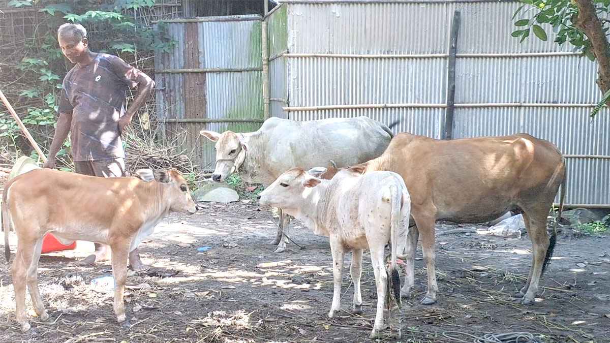 পঞ্চগড়ে বেড়েছে গরুর লাম্পি স্কিন রোগ, দিশেহারা ক্ষুদ্র খামারিরা