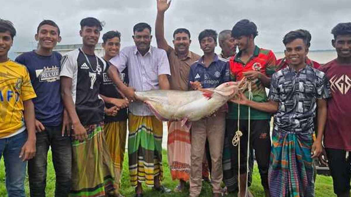 পদ্মা নদীতে মিলল ২৫ কেজির পাঙ্গাস, সাড়ে ৪২ হাজার টাকায় বিক্রি