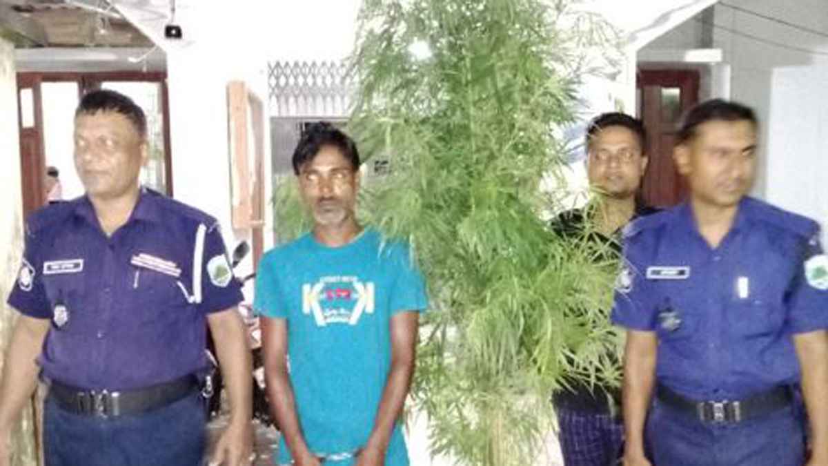 রাজশাহীতে সবজি বাগানে গাঁজা চাষ, যুবক গ্রেফতার