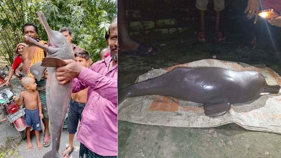 শৈলকুপায় গড়াই নদীতে জেলের জালে ধরা পড়ল শুশুক