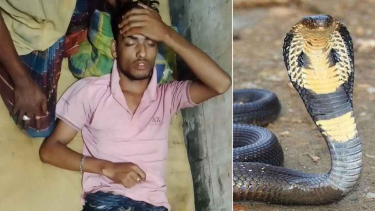 প্রেমে পোষা সাপই কেড়ে নিল সাপুড়িয়ার প্রাণ