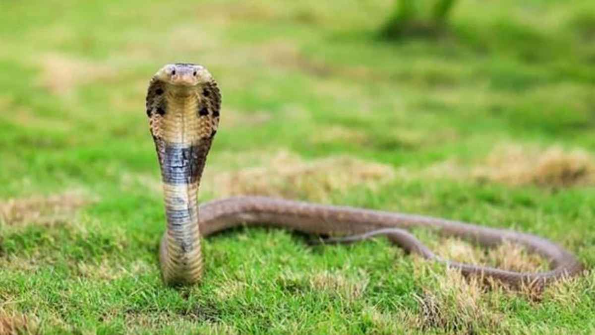 বিষধর সাপের কামড়ে প্রাণ গেল কৃষকের