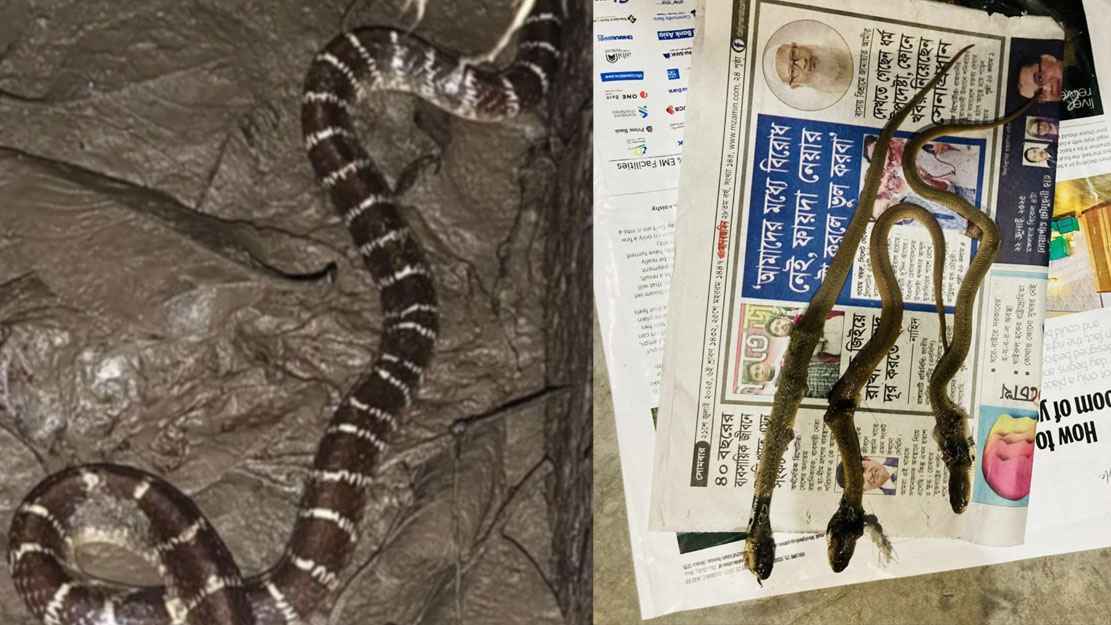 ঝোপঝাড়ের আধিক্যে ইবিতে বিষধর সাপ আতঙ্ক